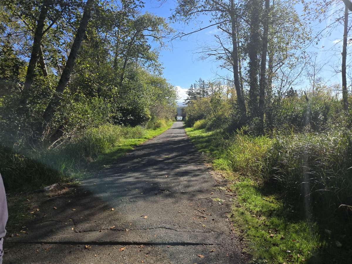 A sunlit path with wooden planks through trees and vegetation.