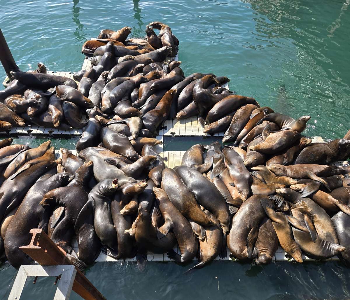 Sea lions packed together on a floating dock in Newport.